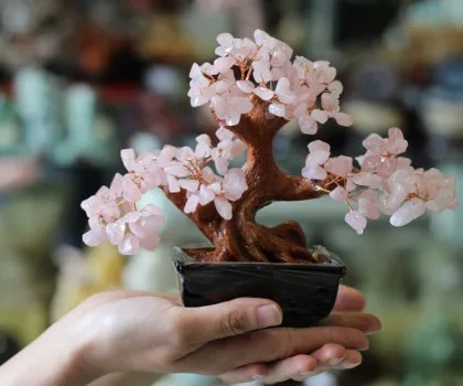 Cây tài lộc gốc đẹp nhiều màu (nhỏ) KC089