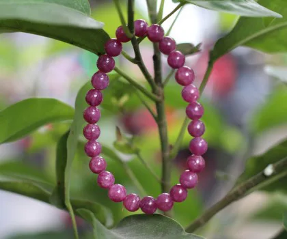 Chuỗi Ruby đỏ A+++ hạt tròn Nam Mỹ 26 hạt (18.4g) S6248-S3-17388