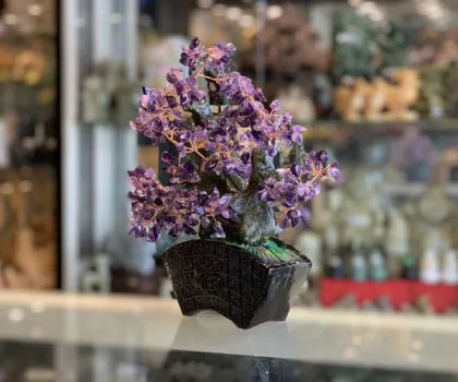 Cây thạch anh tím thân bonsai chậu kiểu nhật mới (Phước) KC121